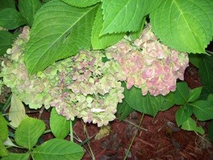 Hydrangea Flowers Have No Color